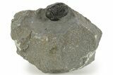 Detailed Gerastos Trilobite Fossil - Morocco #377248-2